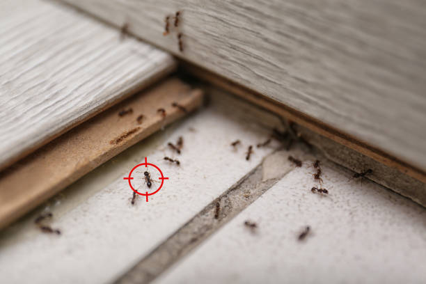 Best Pest Prevention Services  in Mcqueeney, TX
