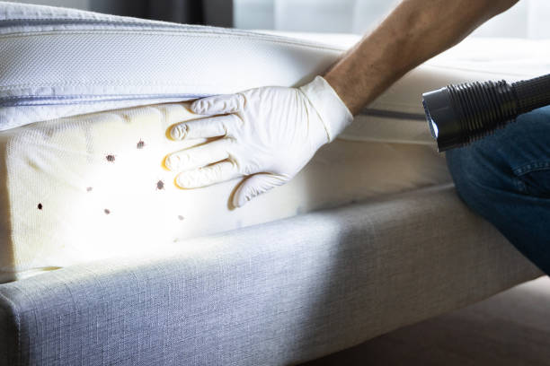 Best Wasp Removal Services  in Mcqueeney, TX