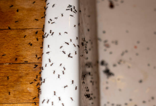 Best Spider Control Near Me  in Mcqueeney, TX