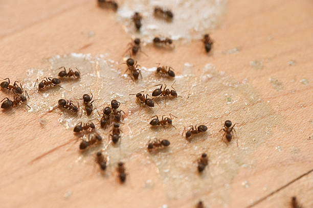 Best Termite Control Services  in Mcqueeney, TX