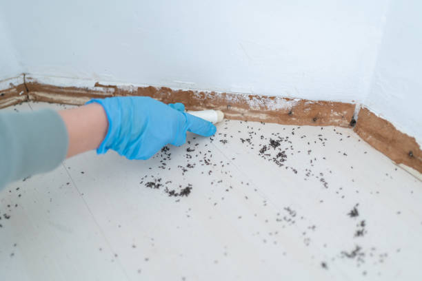 Best Mosquito Control Services  in Mcqueeney, TX